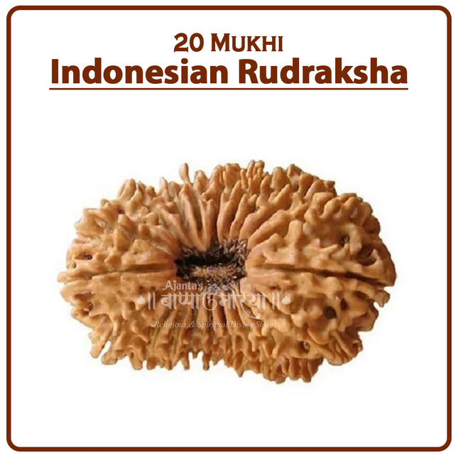 20 Mukhi Rudraksha Bead from Indonesia | Rare Twenty-Faced Rudraksha of Lord Kuber & Goddess Lakshmi for Wealth, Prosperity & Abundance