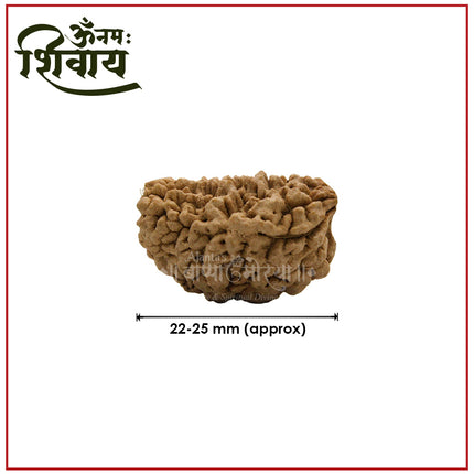 One Mukhi Rudraksha One Face Rudraksha Blessed by Lord Shiva Nepal Brown Bead One Face Rudraksha  एक मुखी रुद्राक्ष ओरिजिनल नेपाल गोल दाना For Puja & Temple Use