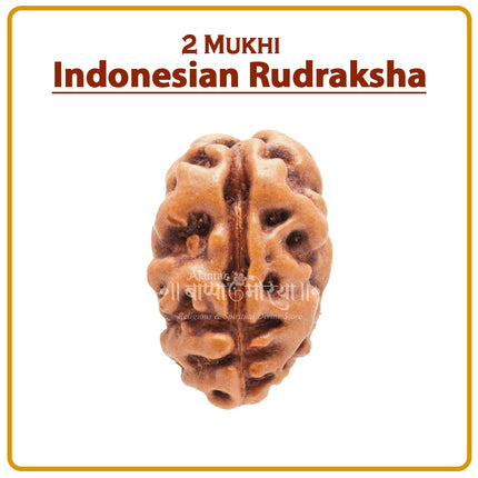 Two Mukhi Rudraksha (Indonesia) – Divine  Ardhanarishwar Shiva-Shakti Bead for Meditation & Positive Energy Rare Double-Faced Spiritual beads for Puja & Meditation