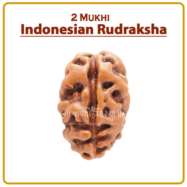 Two Mukhi Rudraksha (Indonesia) – Divine  Ardhanarishwar Shiva-Shakti Bead for Meditation & Positive Energy Rare Double-Faced Spiritual beads for Puja & Meditation