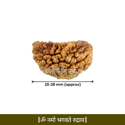 Ek Mukhi Rudraksha Gol Dana Nepal Original  | 1 Mukhi One Face Rudraksha Round Shape | Blessed by Lord Shiva For Puja & Temple Use