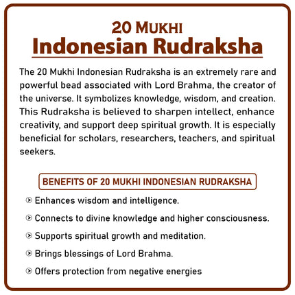 20 Mukhi Rudraksha Bead from Indonesia | Rare Twenty-Faced Rudraksha of Lord Kuber & Goddess Lakshmi for Wealth, Prosperity & Abundance
