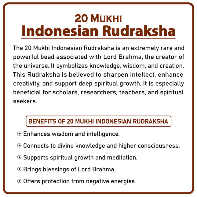 20 Mukhi Rudraksha Bead from Indonesia | Rare Twenty-Faced Rudraksha of Lord Kuber & Goddess Lakshmi for Wealth, Prosperity & Abundance