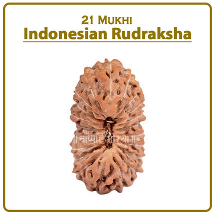 21 Mukhi Rudraksha from Indonesia | Rare Ekees-Faced Bead Representing Lord Kubera & Lord Dhanvantari for Wealth, Health & Prosperity