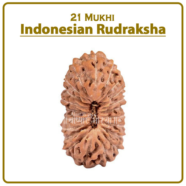 21 Mukhi Rudraksha from Indonesia | Rare Ekees-Faced Bead Representing Lord Kubera & Lord Dhanvantari for Wealth, Health & Prosperity