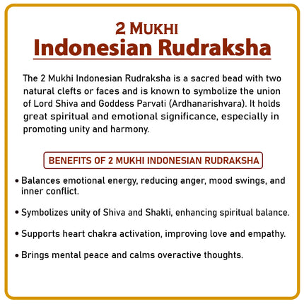 Two Mukhi Rudraksha (Indonesia) – Divine  Ardhanarishwar Shiva-Shakti Bead for Meditation & Positive Energy Rare Double-Faced Spiritual beads for Puja & Meditation