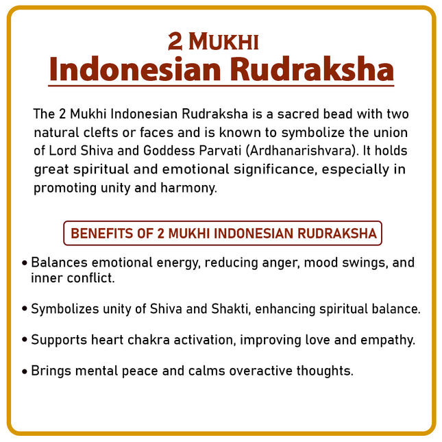 Two Mukhi Rudraksha (Indonesia) – Divine  Ardhanarishwar Shiva-Shakti Bead for Meditation & Positive Energy Rare Double-Faced Spiritual beads for Puja & Meditation