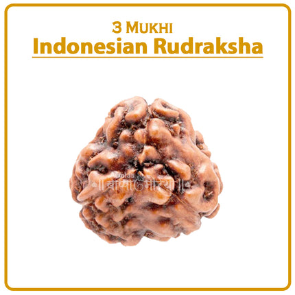 Three Mukhi Rudraksha (Indonesia) – Rare Tri-Faced Spiritual Bead for Lord Agni & VitalityRare Tri-Faced Three Mukhi Rudraksha – Indonesian Lord Agni Bead for Meditation & Positive Energy
