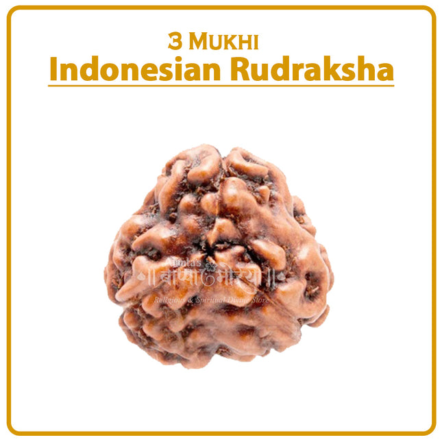 Three Mukhi Rudraksha (Indonesia) – Rare Tri-Faced Spiritual Bead for Lord Agni & VitalityRare Tri-Faced Three Mukhi Rudraksha – Indonesian Lord Agni Bead for Meditation & Positive Energy