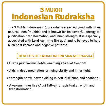 Three Mukhi Rudraksha (Indonesia) – Rare Tri-Faced Spiritual Bead for Lord Agni & VitalityRare Tri-Faced Three Mukhi Rudraksha – Indonesian Lord Agni Bead for Meditation & Positive Energy