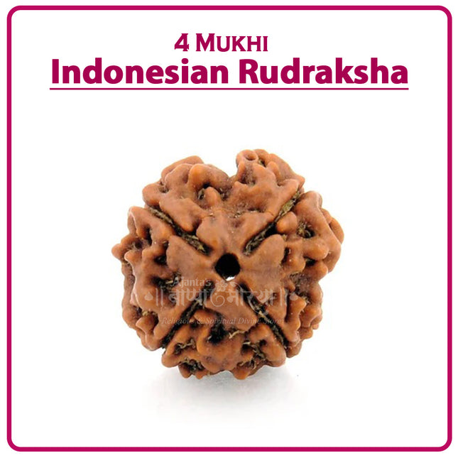 Four Mukhi Rudraksha (Indonesia) – Rare Quad-Faced Bead of Lord Brahma for Wisdom & Knowledge