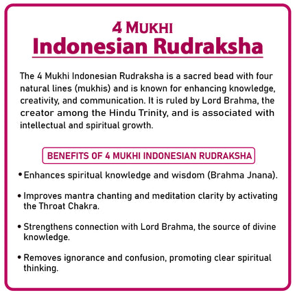 Four Mukhi Rudraksha (Indonesia) – Rare Quad-Faced Bead of Lord Brahma for Wisdom & Knowledge
