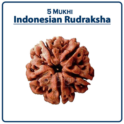 Five Mukhi Rudraksha (Indonesia) – Rare Pentafaced Bead of Lord Shiva Five Face Rudraksha Small Bead Indonesia Rudraksha Panch Mukhi Rudraksha for Health, Energy & Protection