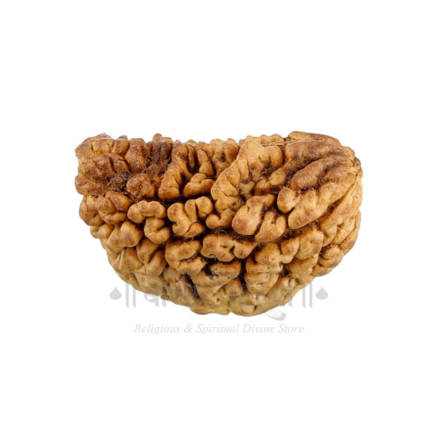 1 Face Rudraksha 1 Mukhi Kaju Dana Rudraksha Genuine One Face Rudraksh for Men Woman