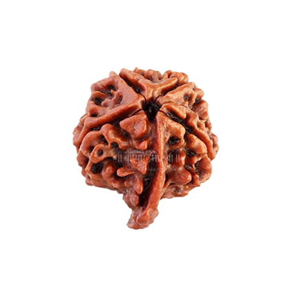 Ganesh Rudraksha – Original Nepal Bead with Natural Trunk Mark | Blessed by Lord Ganesha for Success, Wisdom & Prosperity | Certified Spiritual Rudraksha for Positive Energy