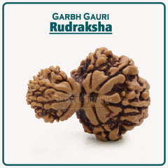 Collection image for: Garbh Gauri Rudraksha