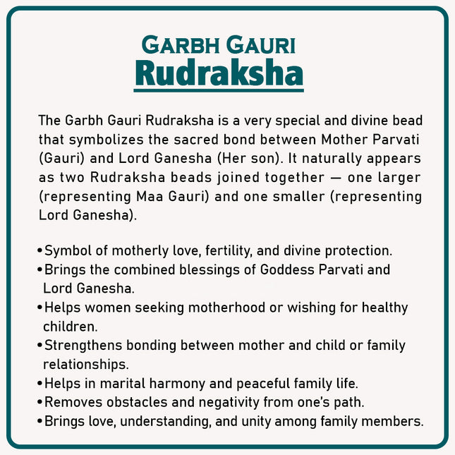 Garbh Gauri Rudraksha – Sacred Twin Bead Symbol of Mother and Child | Blessings of Fertility, Love & Harmony | Genuine Natural Rudraksha for Devotion & Protection
