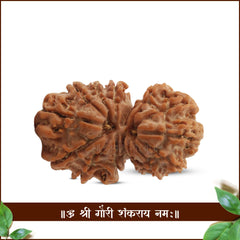 Collection image for: Gauri-Shankar Rudraksha
