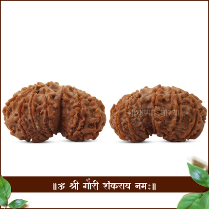 Natural Big Collector गौरीशंकर रुद्राक्ष Gori Shankar Rudraksha Gauri Shankar Rudraksha from Nepal | Genuine Twin Bead Rudraksha  Sacred Shiva–Parvati Symbol Authentic Combined Rudraksha Bead Gowri Shankar Rudraksha