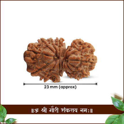 Natural Gauri Shankar Rudraksha from Nepal | Genuine Twin Bead Rudraksha | Sacred Shiva–Parvati Symbol | Authentic (Medium Size)