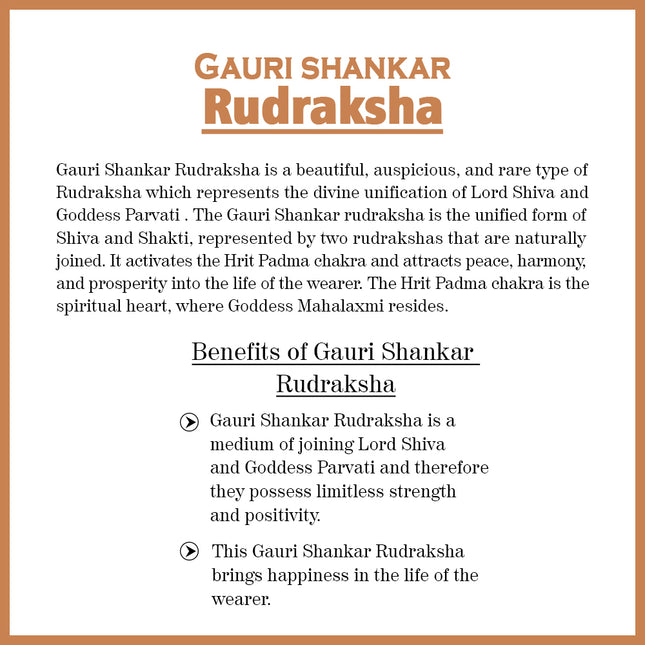 Big Size Collector Gauri Shankar Rudraksha Original Nepali