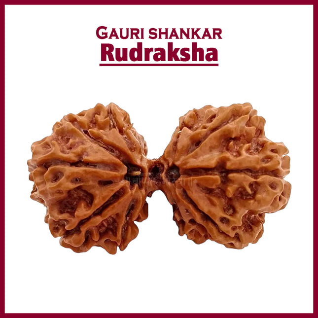 Big Size Beautiful Gauri  shankar Rudraksha Bead Natural Rudraksha Blessed by Shiv &Parvati Gowri