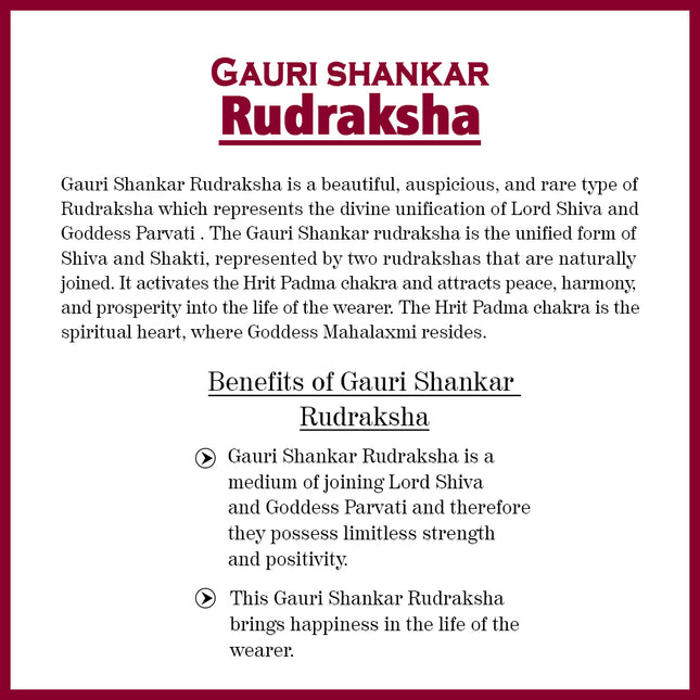 Big Size Beautiful Gauri  shankar Rudraksha Bead Natural Rudraksha Blessed by Shiv &Parvati Gowri