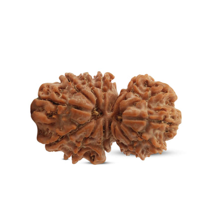 Gauri Shankar Rudraksha Gaurishankar Rudraksha Original Nepali Natural Joint Shiv Parvati Rudraksh Original Gori Shankar Rudrakshas Nepal गोरी शंकर रुद्राक्ष   (Small Size)