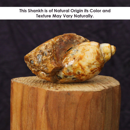 Heera Shankh Dakshinavarti Pahadi Shankh – Divine Lakshmi Shankh for Wealth, Prosperity, and Spiritual Growth