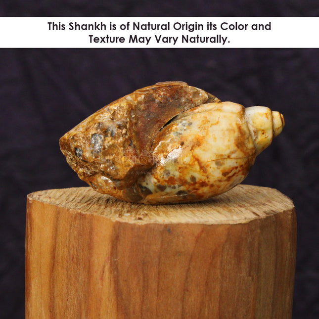 Heera Shankh Dakshinavarti Pahadi Shankh – Divine Lakshmi Shankh for Wealth, Prosperity, and Spiritual Growth