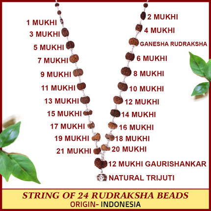 Vishwanath Mahadeva Indrani Mala – Indonesian Siddha Rudraksha Mala (1 to 21 Mukhi Divine Combination)