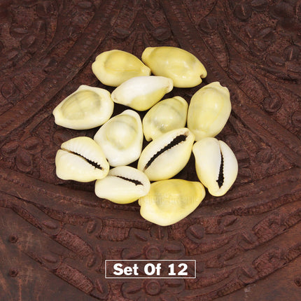 Yellow Cowdi (Peeli Kaudi) पीली कौड़ी for Lakshmi Puja & Prosperity