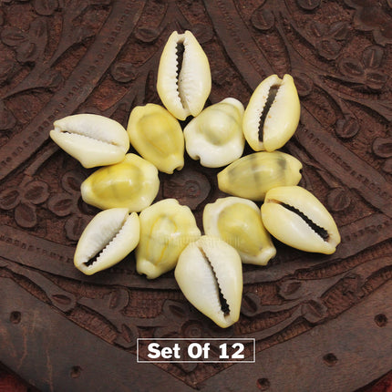 Yellow Cowdi (Peeli Kaudi) पीली कौड़ी for Lakshmi Puja & Prosperity