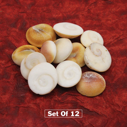 Gomti Chakra – Sacred Natural Chakra for Puja & Spiritual Worship