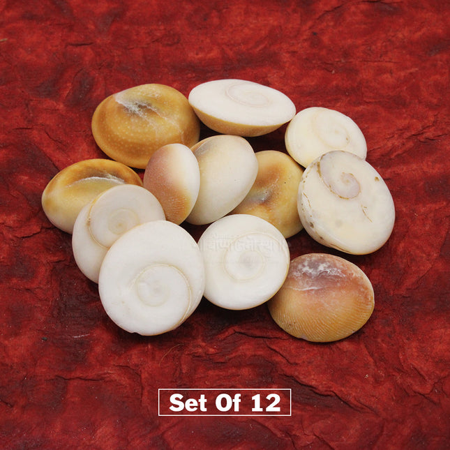 Gomti Chakra – Sacred Natural Chakra for Puja & Spiritual Worship