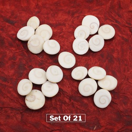 Gomti Chakra – Sacred Natural Chakra for Puja & Spiritual Worship