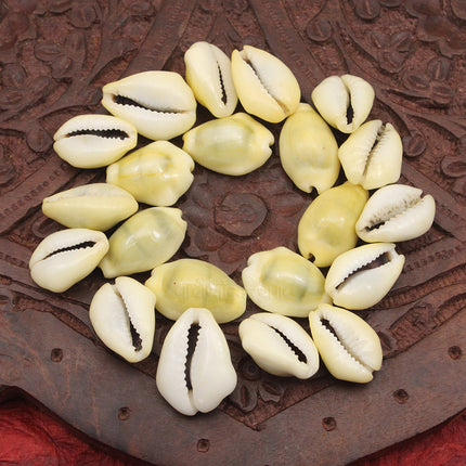 Yellow Cowdi (Peeli Kaudi) पीली कौड़ी for Lakshmi Puja & Prosperity