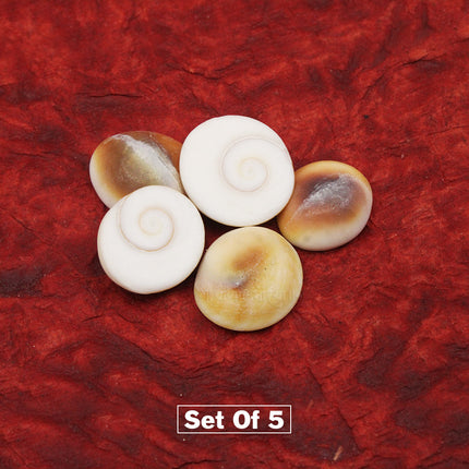 Gomti Chakra – Sacred Natural Chakra for Puja & Spiritual Worship
