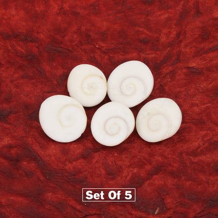 Gomti Chakra – Sacred Natural Chakra for Puja & Spiritual Worship