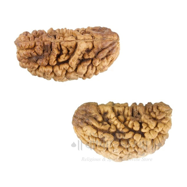 1 Face Rudraksha 1 Mukhi Kaju Dana Rudraksha Genuine One Face Rudraksh for Men Woman