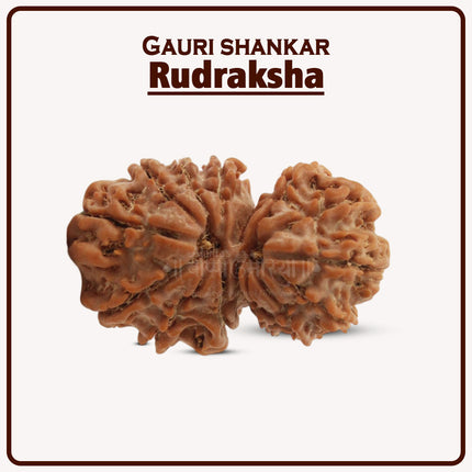 Gauri-Shankar Rudraksha(Nepali) - Medium Size