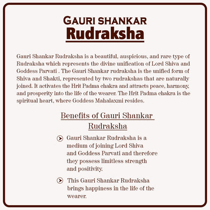 Gauri-Shankar Rudraksha(Nepali) - Medium Size