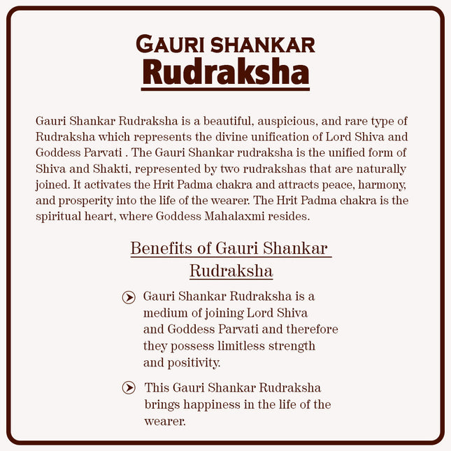 Gauri-Shankar Rudraksha(Nepali) - Medium Size