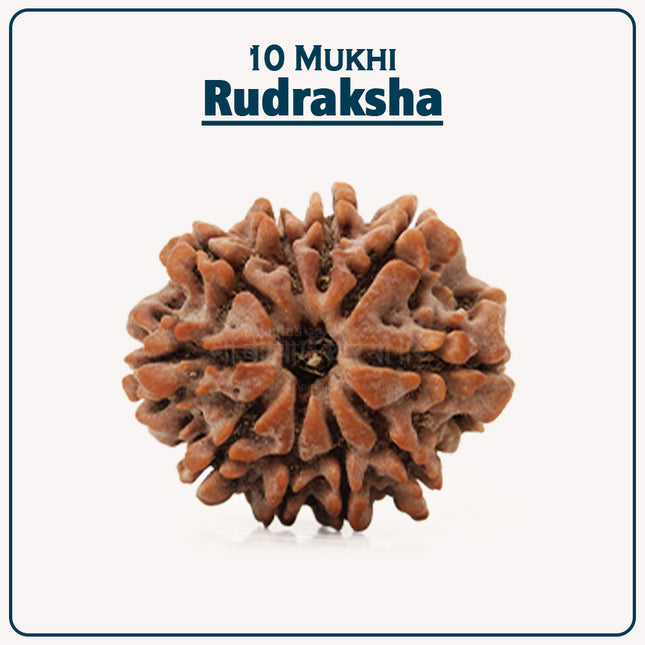 10 Mukhi Rudraksha Prayer Beads Dashmukhi Rudrakshaa  Natural Ten Mukhi Rudrakshas