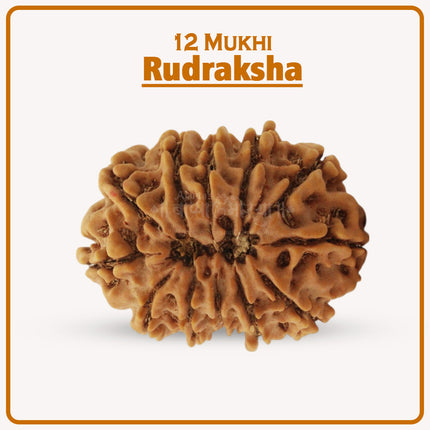 Original 12 Mukhi Rudraksha Bead | Twelve Face Rudraksha Symbol of Surya Dev for Leadership, Protection & Spiritual Growth