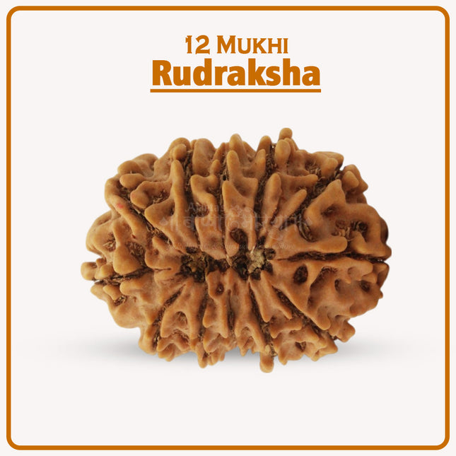 Original 12 Mukhi Rudraksha Bead | Twelve Face Rudraksha Symbol of Surya Dev for Leadership, Protection & Spiritual Growth