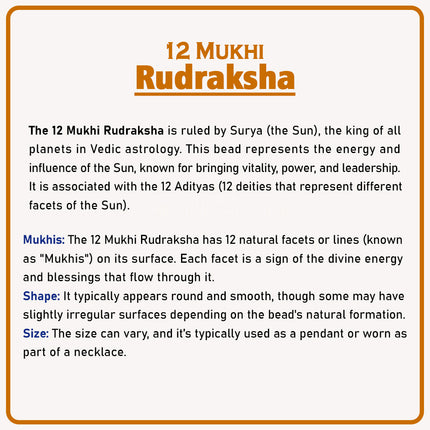 Original 12 Mukhi Rudraksha Bead | Twelve Face Rudraksha Symbol of Surya Dev for Leadership, Protection & Spiritual Growth