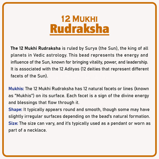 Original 12 Mukhi Rudraksha Bead | Twelve Face Rudraksha Symbol of Surya Dev for Leadership, Protection & Spiritual Growth