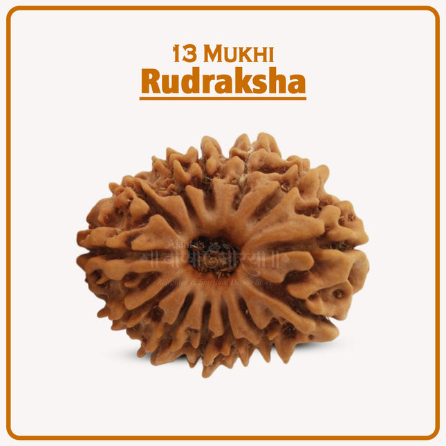 Original 13 Mukhi Rudraksha Bead | Thirteen Face Rudraksha Symbol of Lord Indra for Leadership, Protection & Prosperity