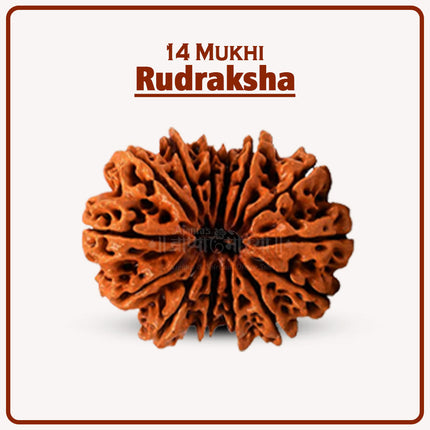 Original 14 Mukhi Rudraksha Bead | Rare Maha Shani Rudraksha for Confidence, Health & Spiritual Power